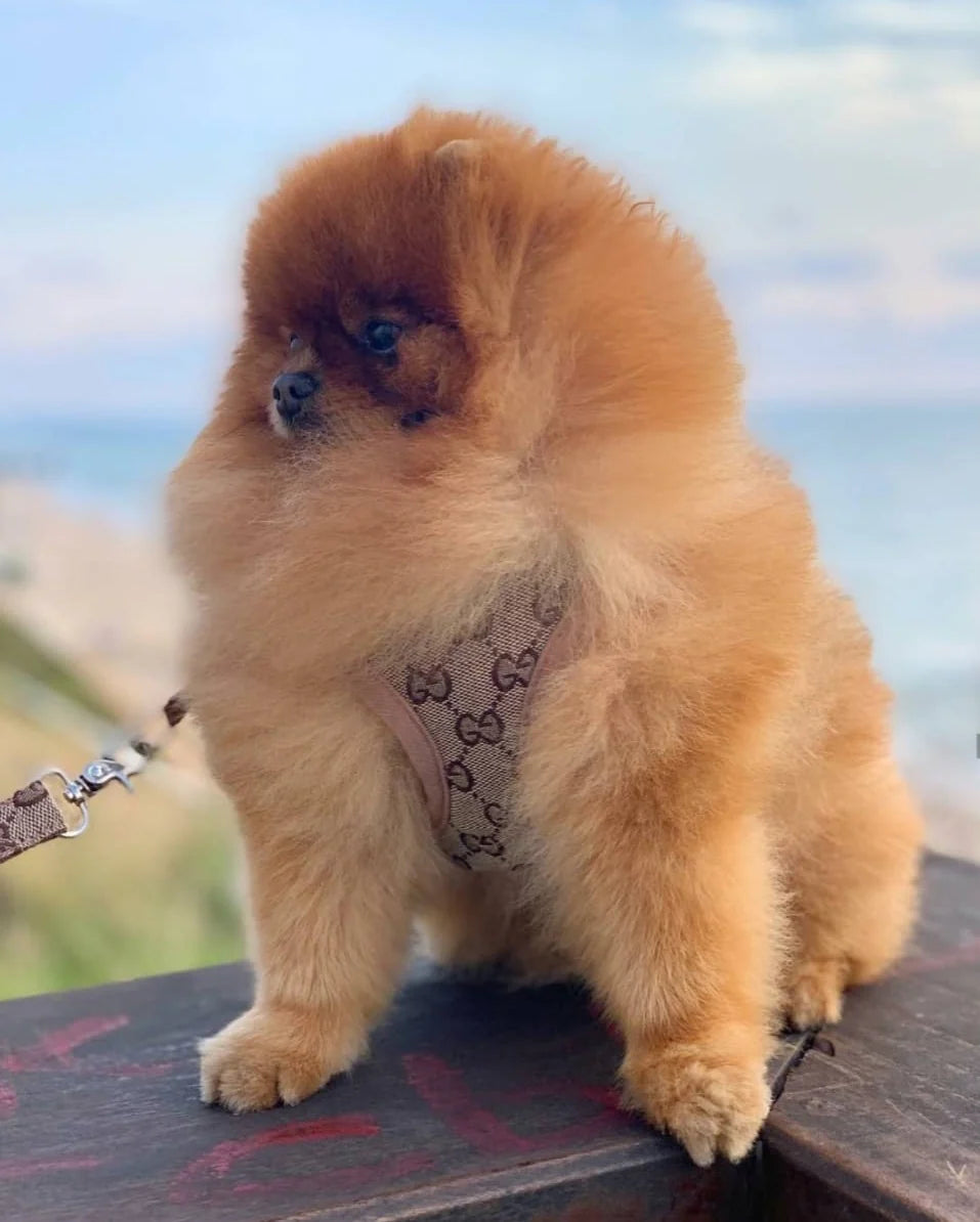 G - Harness & Leash Set E1