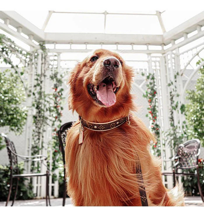 L - Collar & Leash E1